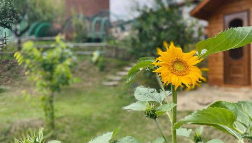 Cascina Il Girasole Rosso - Foto 3, Garden, Garden view