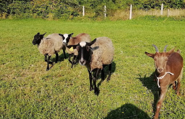 Villa Sisman - Foto 43