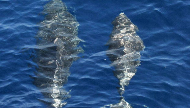 Observation des dauphins