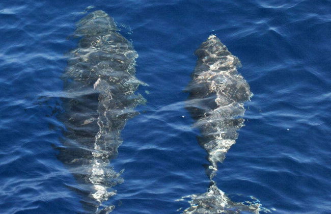 Observation de dauphins à Benalmádena - Photo 3