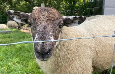 Dartmoor Eco-Pod - Oak Tree Lane - Foto 52