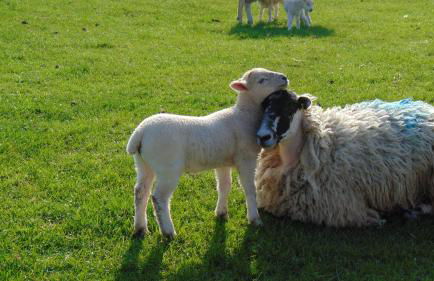 The Haybarn - Foto 44