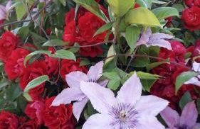 Gite Au Pré du Mont st michel - Foto 20