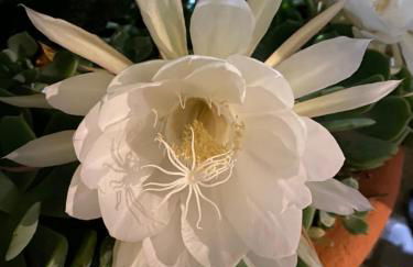 Villa Angelina Holiday Homes I Casa Glicine I A pochi chilometri da Sanremo e il suo Festival I Giardino I Parcheggio privato - Photo 24