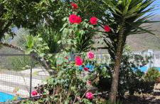 Mira Pombeira - Foto 21