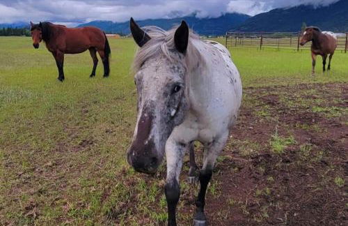 Charming Chalet Close to GNP, Downtown & Game Room! - Foto 20