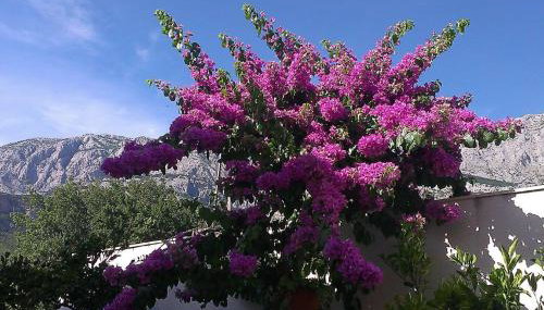 Apartments Malina - Foto 3, Garden