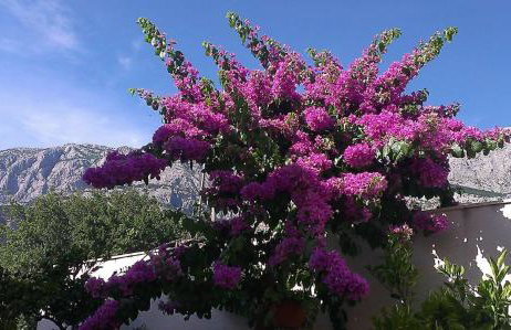 Apartments Malina - Foto 3