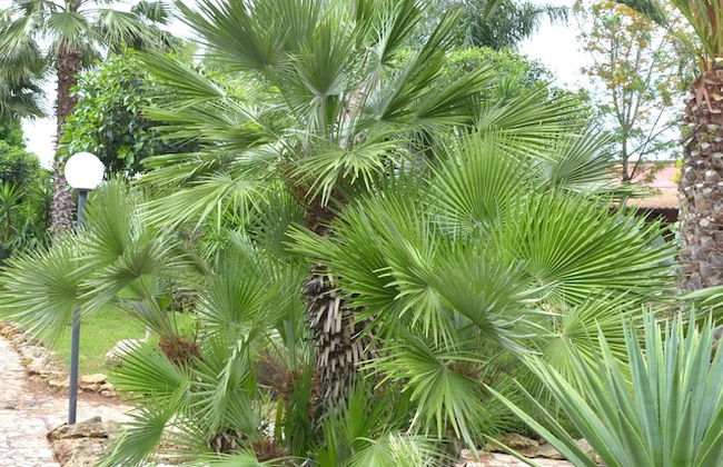 Masseria Pisciani - Photo 62