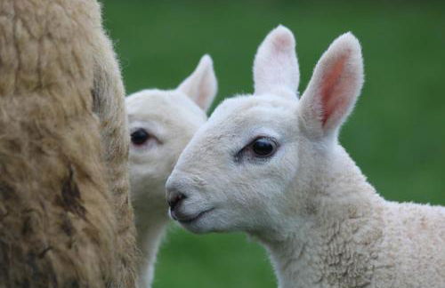 Cob Cottage - Photo 6