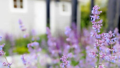 Little Maplewood, Tangmere - Foto 3