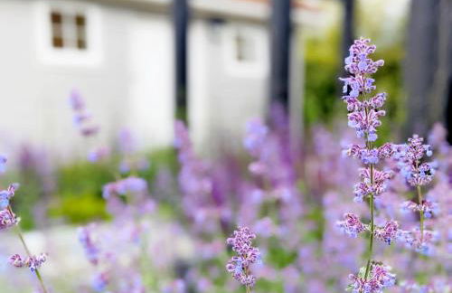 Little Maplewood, Tangmere - Foto 3