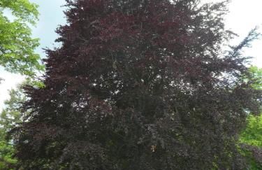 Ferienwohnung Am Hirschpark - Foto 31