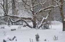 The Cottages - Pet Friendly - Photo 10