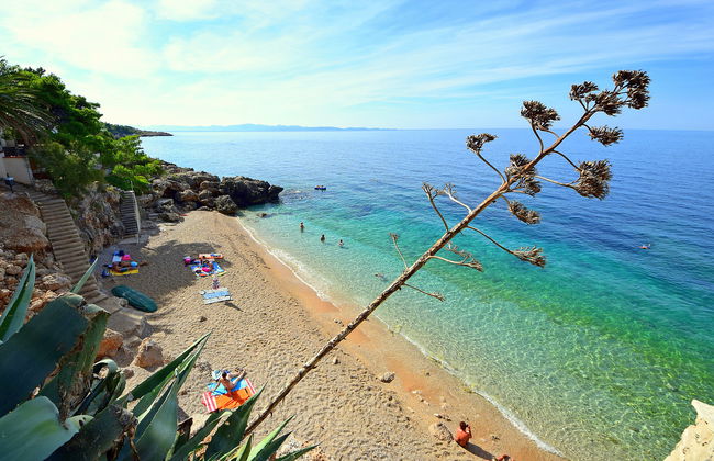 Plavac Mali - Foto 28