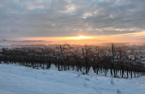 Bioweingut und Ferienwohnung Kaufmann - Foto 15