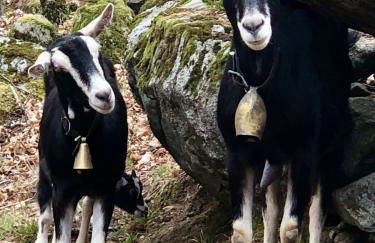 Rifugio Uschione - Foto 42