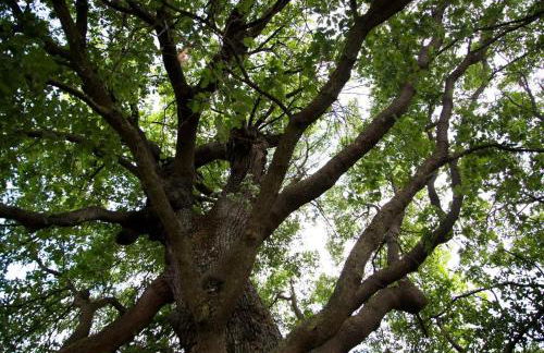 Agriturismo Il Borgo - Foto 52