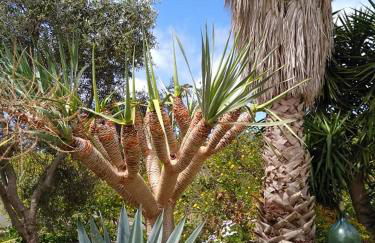 Residence Limoneto Ischia - Foto 34