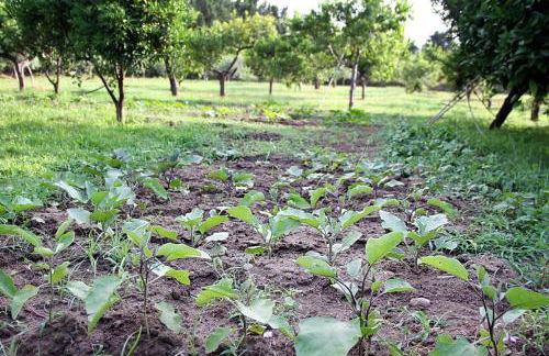 Tenuta Piana 2 con accesso diretto al mare - Foto 31