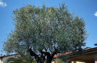 Chiaro di Luna dependance - Foto 10