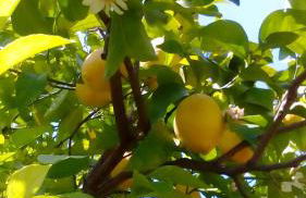 Menelaos Apartments - Foto 17