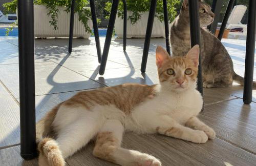 Villa Bubica- cozy holiday home in rural area with pool - Photo 37