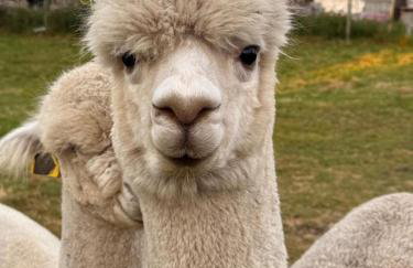 The Snug- A beautiful and characterful property connected to a historic Georgian Manor House - Foto 28