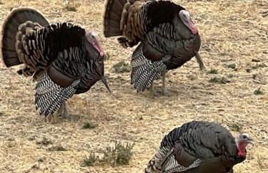 Paso Robles Wine Country Ranch House & Firepit - Foto 15