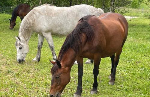 Pogodna Zagroda-Dom na Kaszubach & Strefa Spa - Foto 32