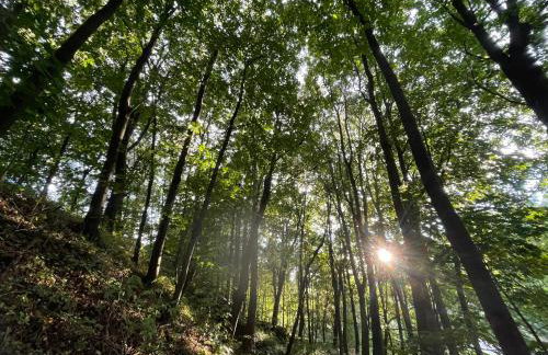 Drewniany dom w brzozowisku - Foto 50