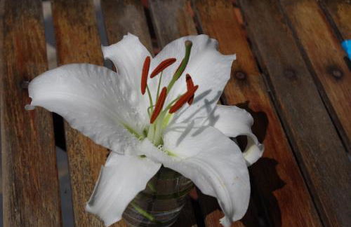 Haus Silke am See - Foto 17