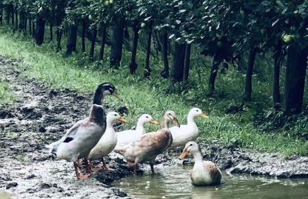 Loft Naturalpina Dolomiti Farm - Foto 20