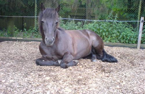 Ferienhof Steinbruch - Foto 5