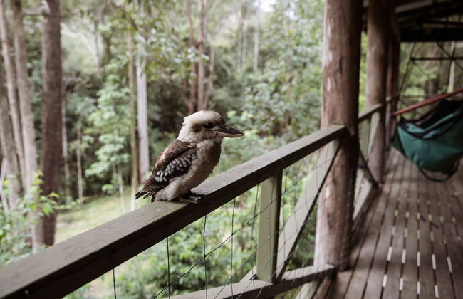 Carawirry Forest Escape - Foto 67