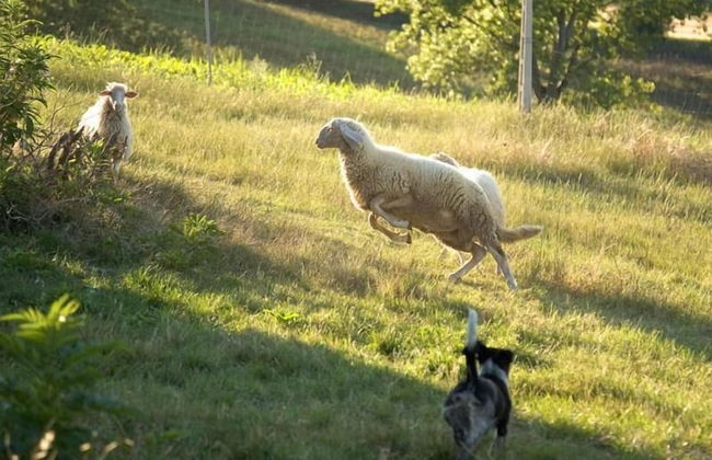 Agriturismo Le Bucoliche - Foto 50