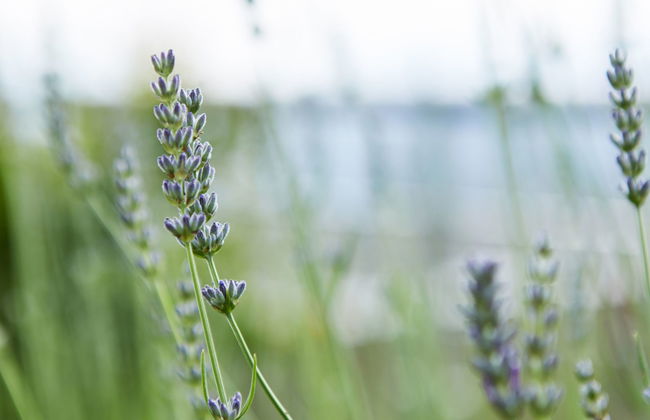 Villa Girandola - Foto 35