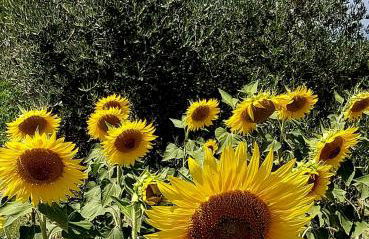 La Dimora di Leonardo-Vinci - Foto 50