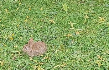 Westmorland 32 caravan - Foto 18