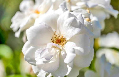 Modern Cottage, Hot Tub, Bistro Patio, Putting Green, Walk to All! - Foto 26