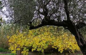 Rizaki Cottage in Nafpaktos - Foto 42