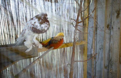 Agroturystyka Kaszuby Villagehome - Foto 73