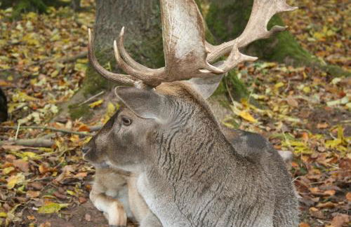 Wohnen im alten Kornspeicher - Foto 27