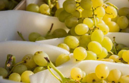 Tiny Haus auf idyllischem Grundstück im Rittergut - Foto 33