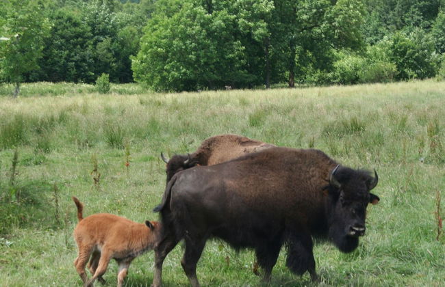 Nature Retreat for Families - Photo 39