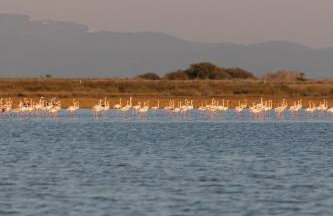Flamingo Living Halkidiki - The Villas - Foto 13