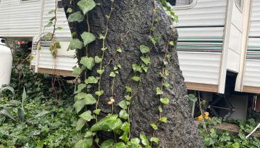 Vintage RV Creekside Nature Retreat near Ojai next to Swim Holes Hike - Foto 5