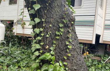 Vintage RV Creekside Nature Retreat near Ojai next to Swim Holes Hike - Foto 5