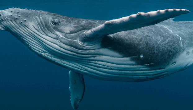 Observation de baleines dans la Riviera Nayarit
