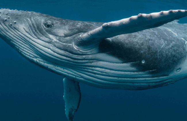 Avvistamento di balene a Riviera Nayarit - Foto 4